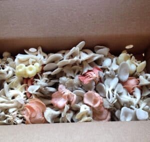 Picture of Oyster Mushrooms by 67 Biltmore Downtown Eatery and Catering in Asheville, NC